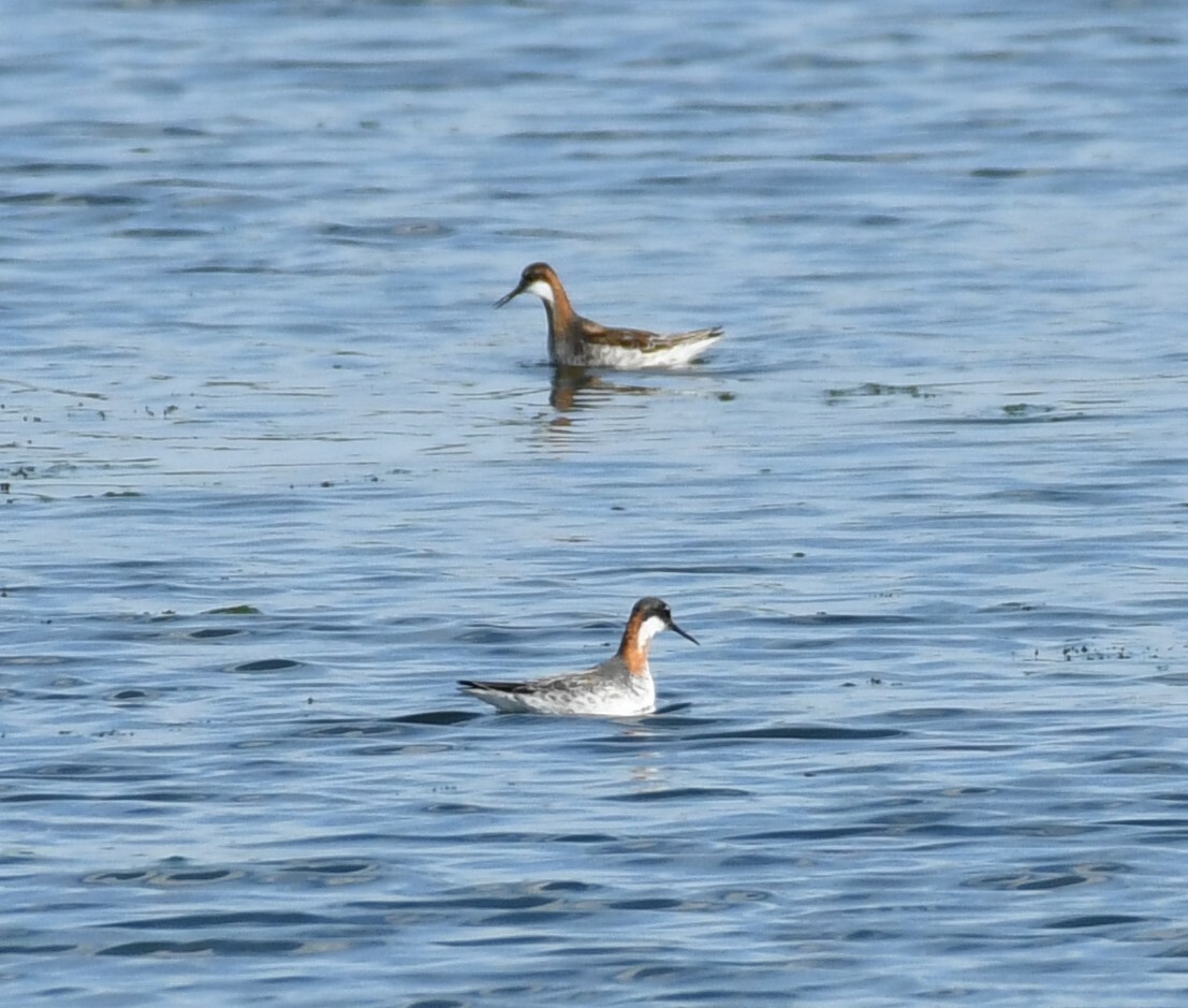 Red-necked Phalarope - Joe Girgente