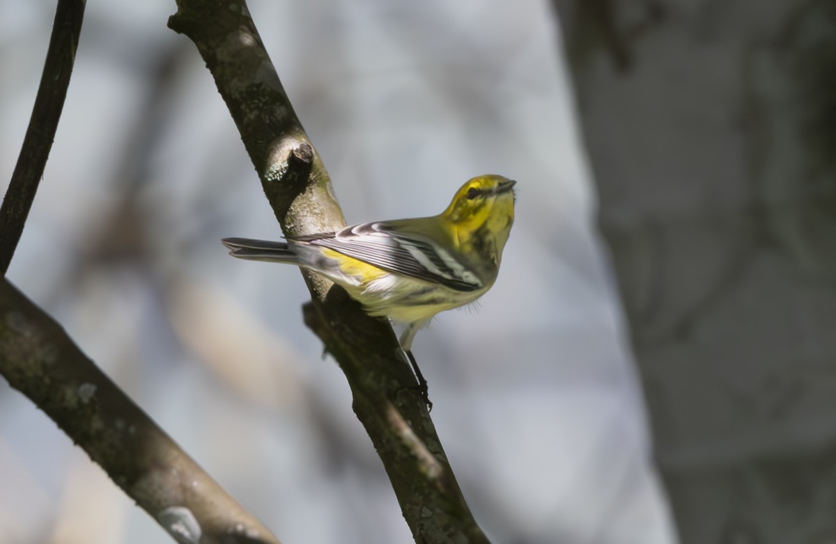 Townsend's Warbler - ML625505480