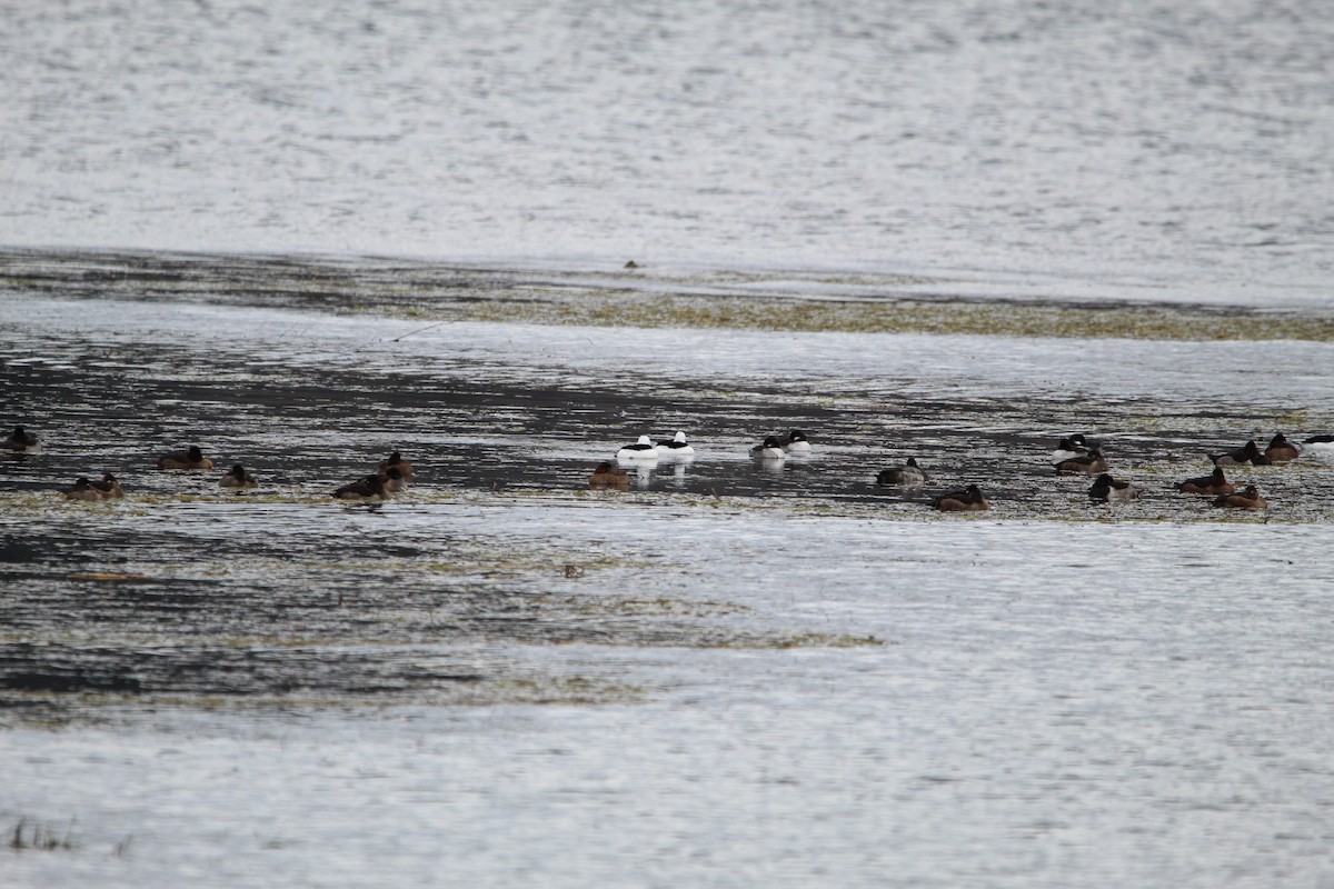 Bufflehead - ML625505654