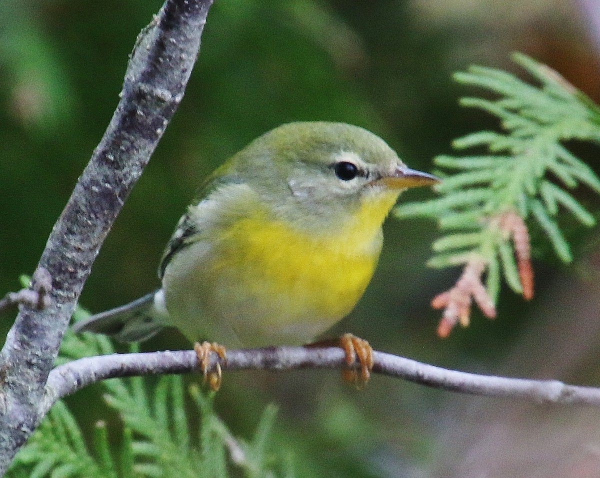 Northern Parula - ML625505663
