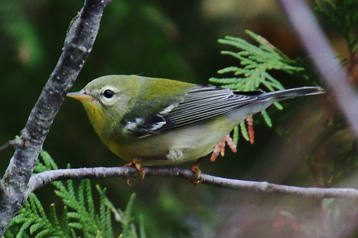 Northern Parula - ML625505664