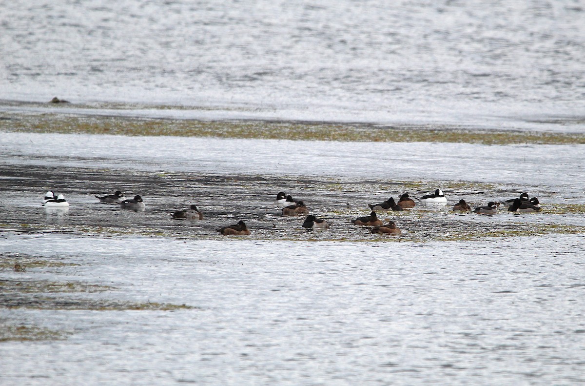 Bufflehead - ML625505715