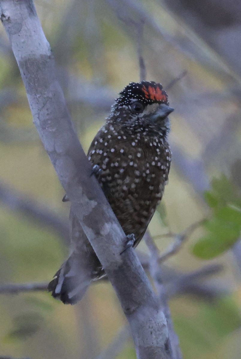 Spotted Piculet - ML625505813