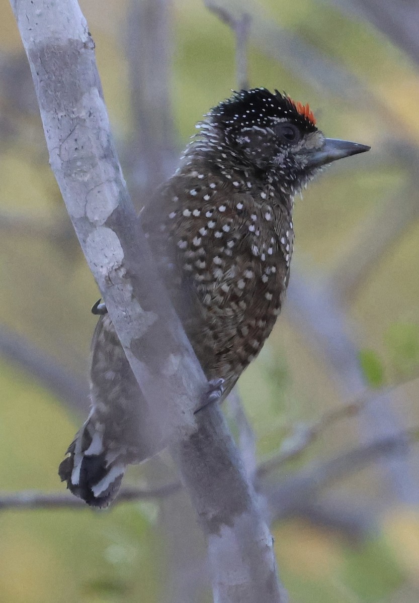 Spotted Piculet - ML625505814