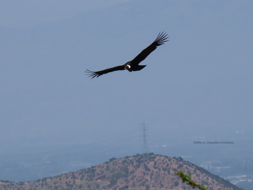 Andean Condor - ML625505825
