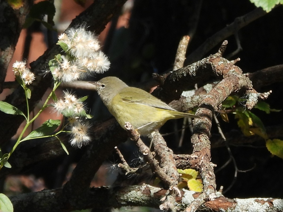 Orange-crowned Warbler - ML625505866