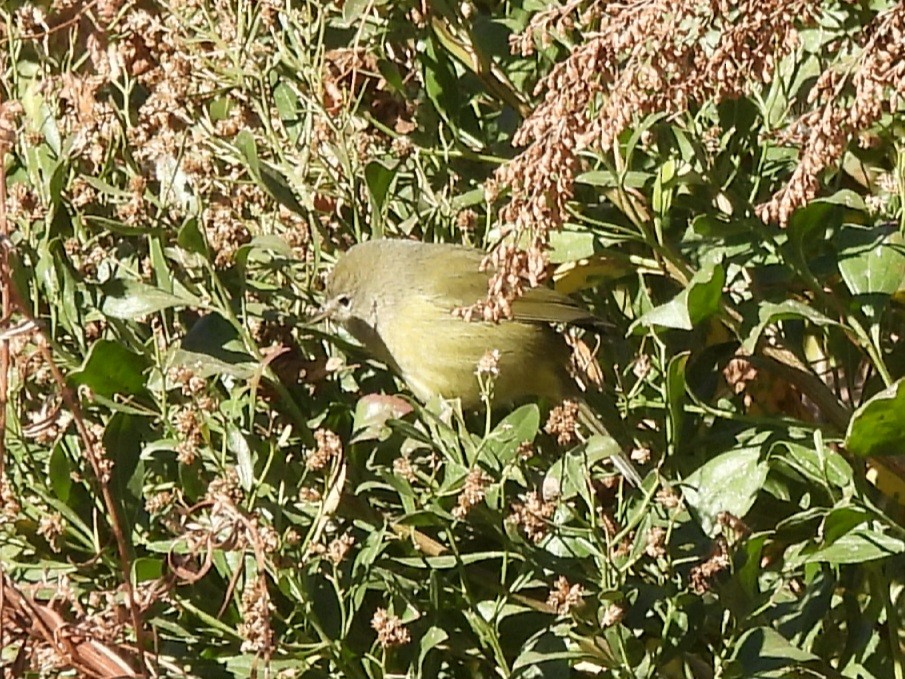 Orange-crowned Warbler - ML625505867