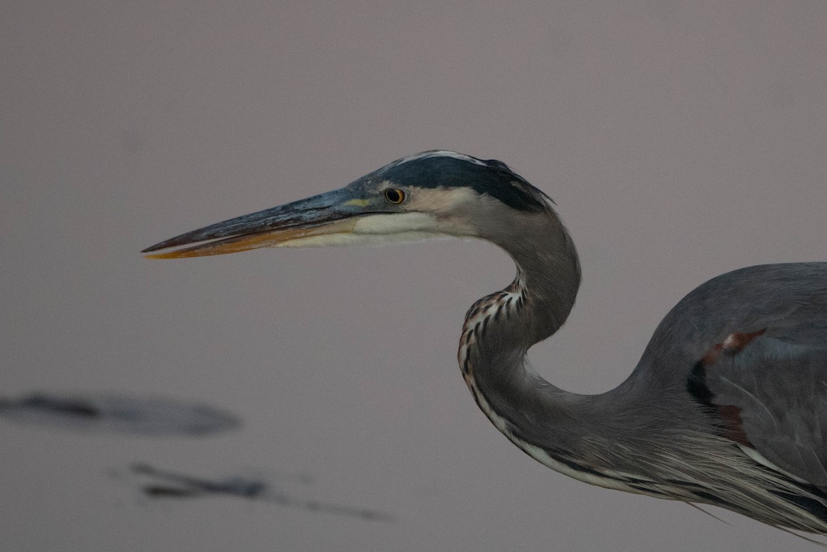 Great Blue Heron - ML625505908