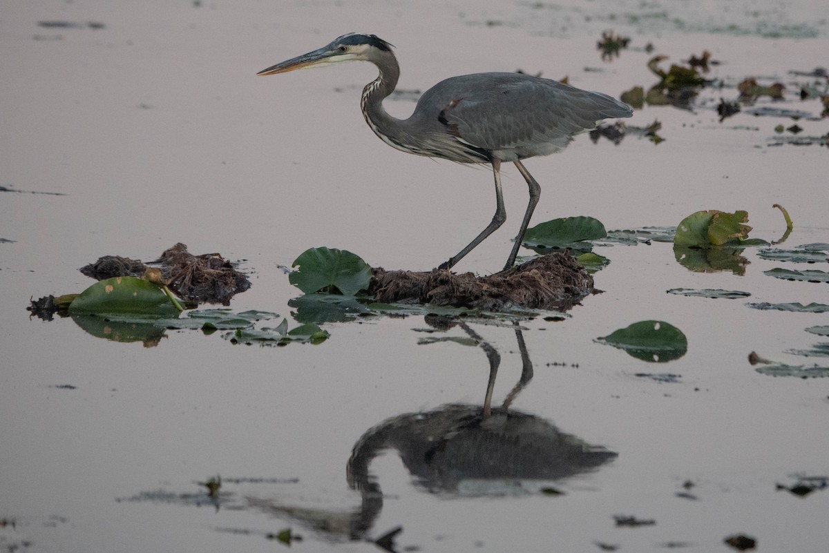 Great Blue Heron - ML625505909