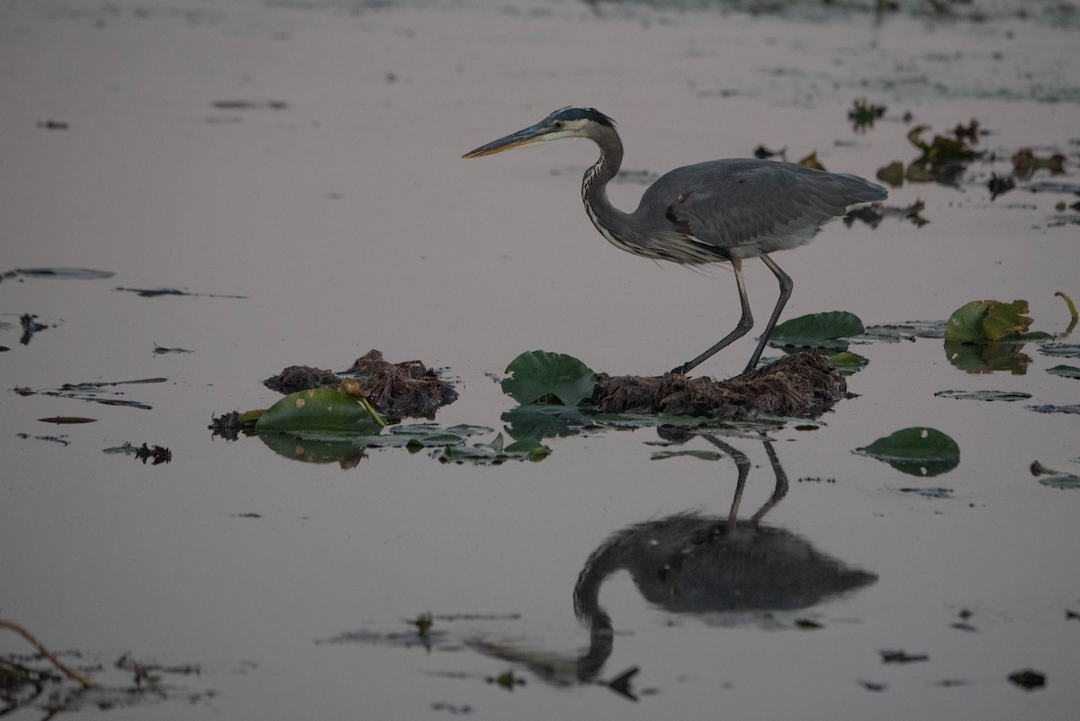 Great Blue Heron - ML625505910