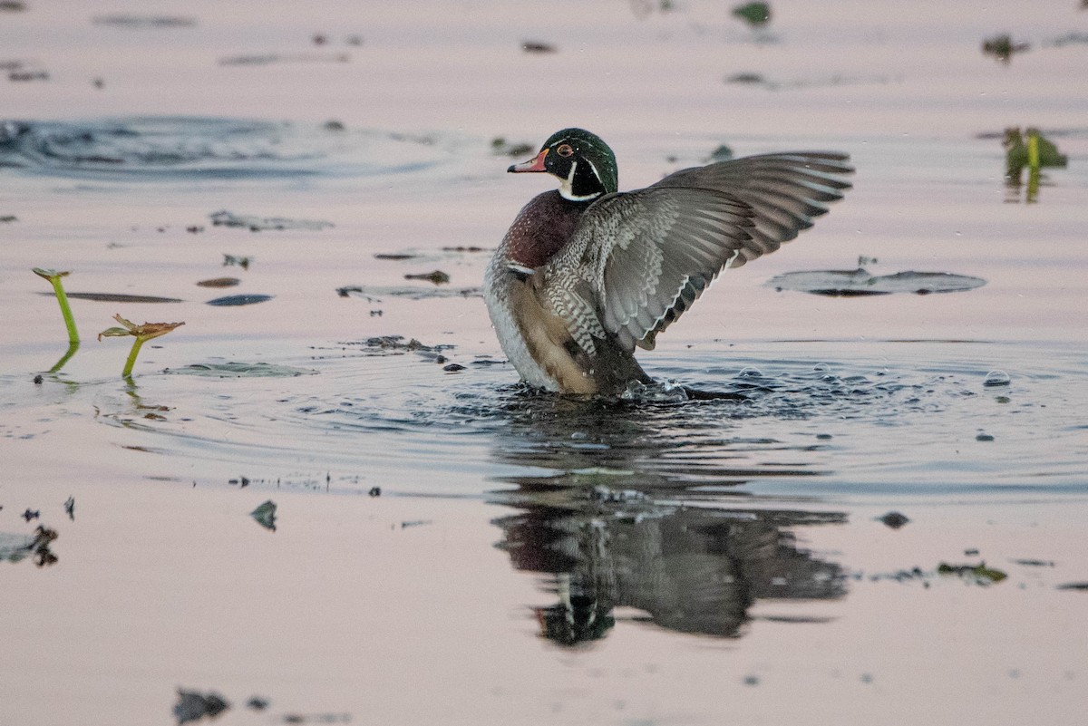 Wood Duck - ML625505928