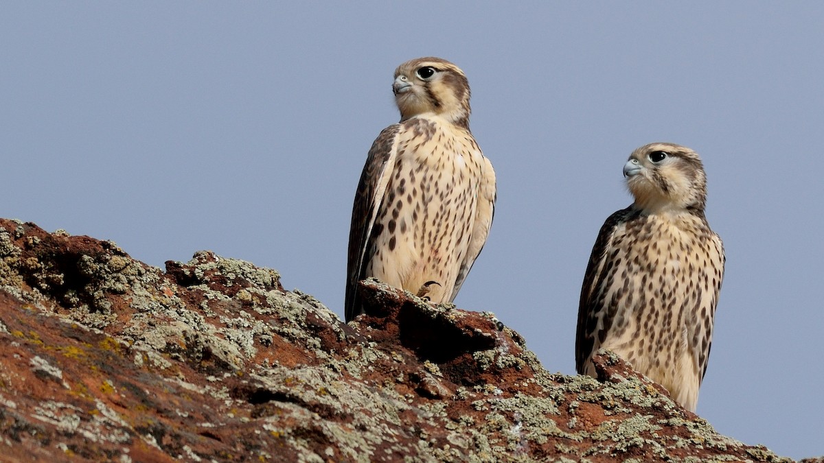 Prairie Falcon - ML62550601