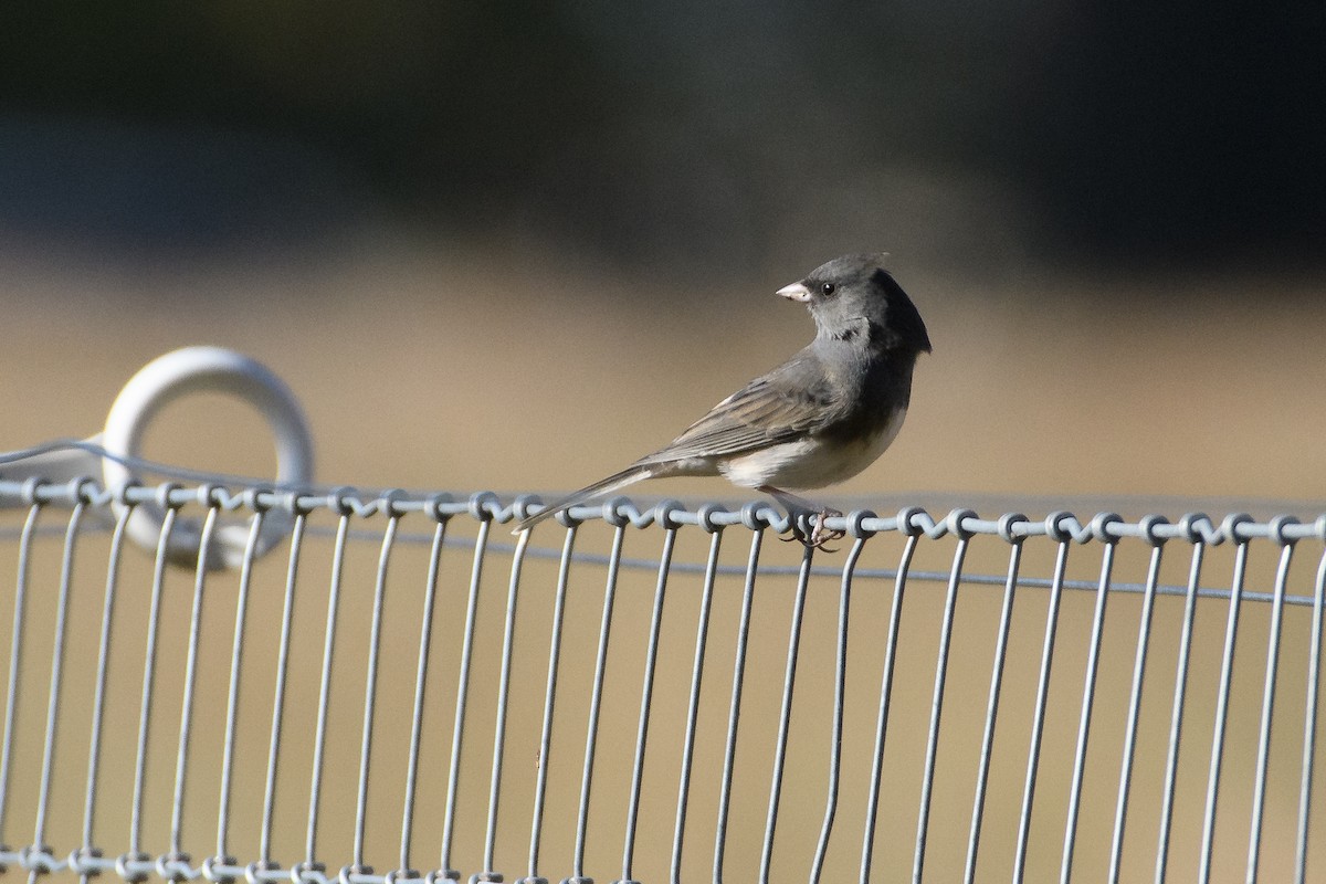 Dark-eyed Junco - ML625506032