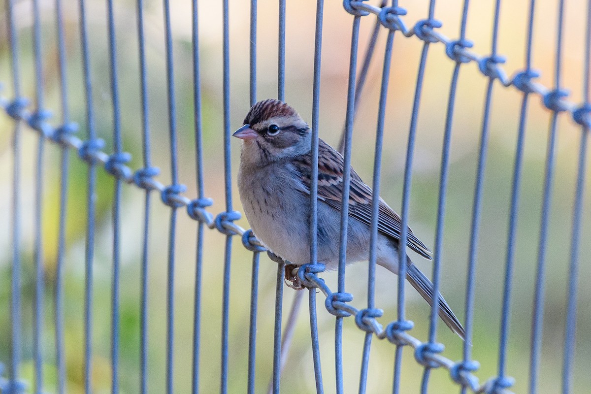 Chipping Sparrow - ML625506040