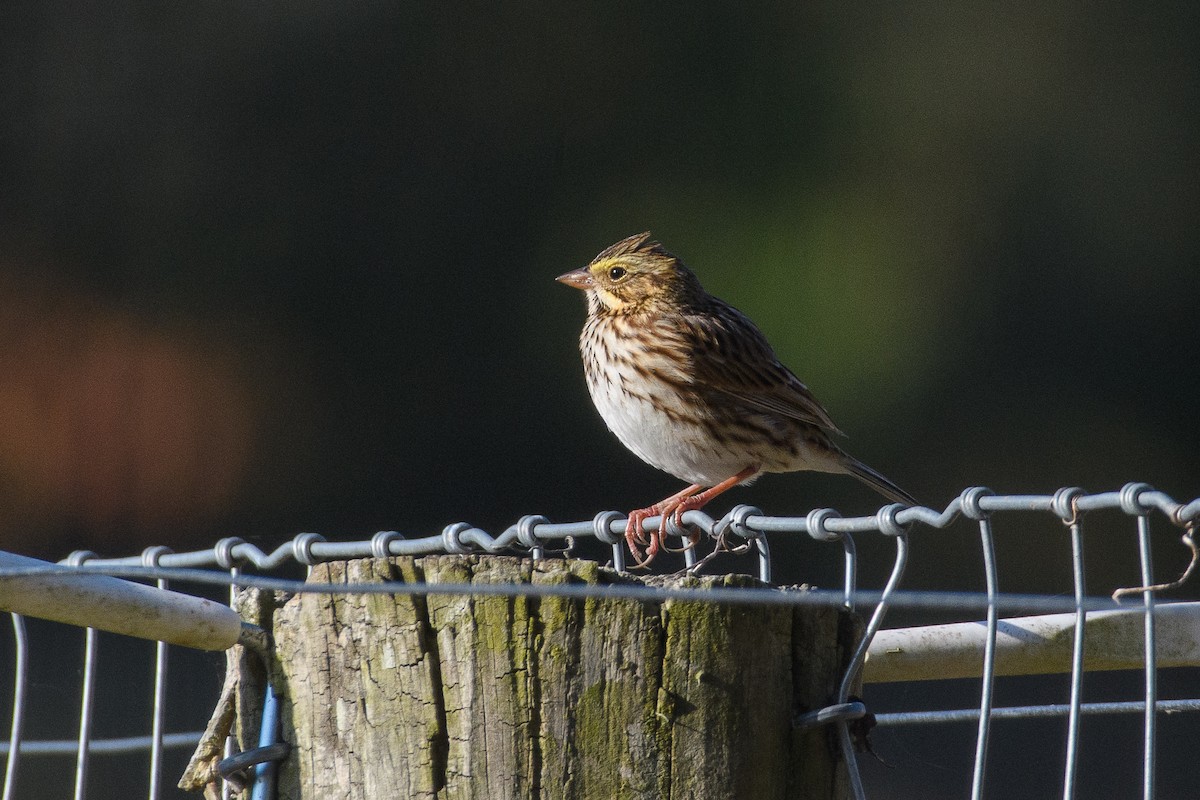 Savannah Sparrow - ML625506057