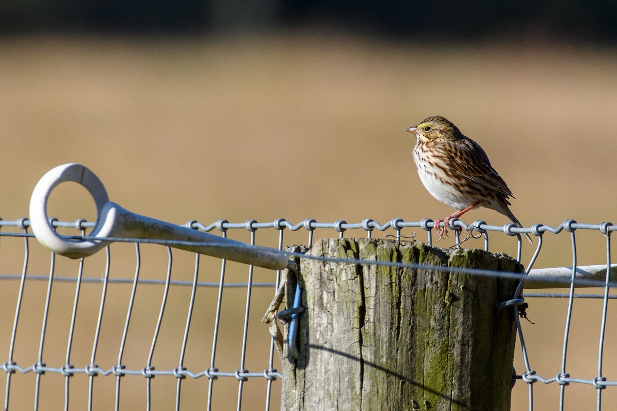 Savannah Sparrow - ML625506065