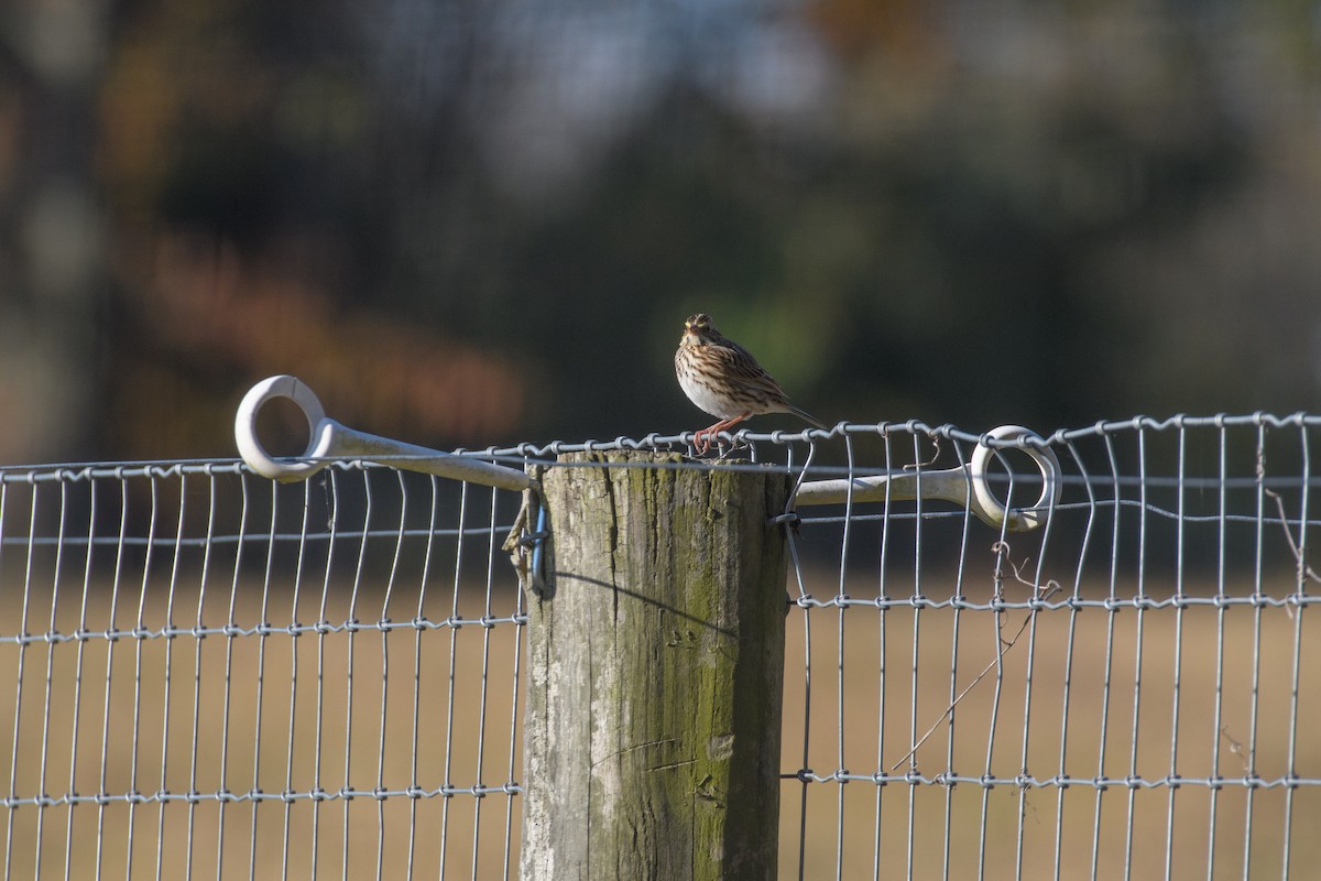 Savannah Sparrow - ML625506069