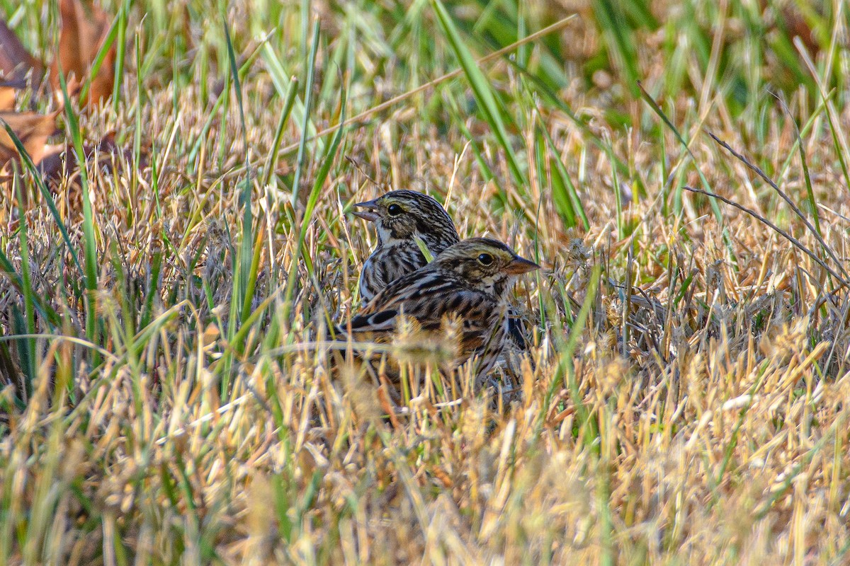 Savannah Sparrow - ML625506074