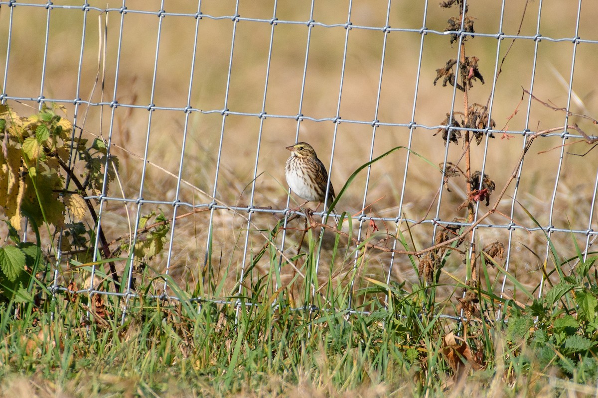 Savannah Sparrow - ML625506085