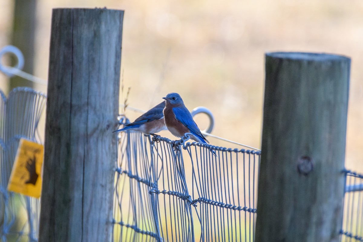 Eastern Bluebird - ML625506134
