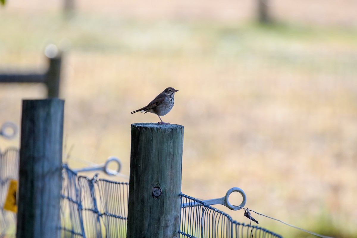 Hermit Thrush - ML625506145