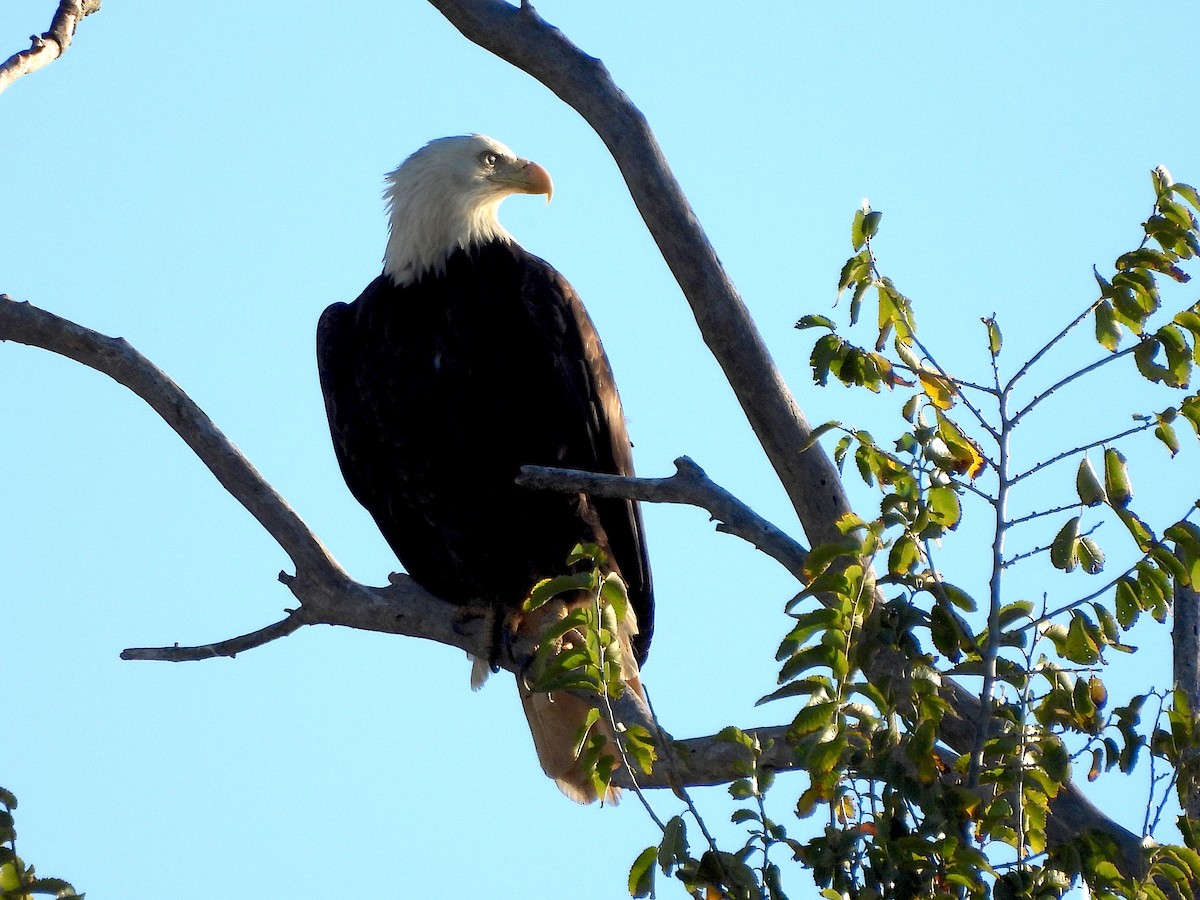 Weißkopf-Seeadler - ML625506221