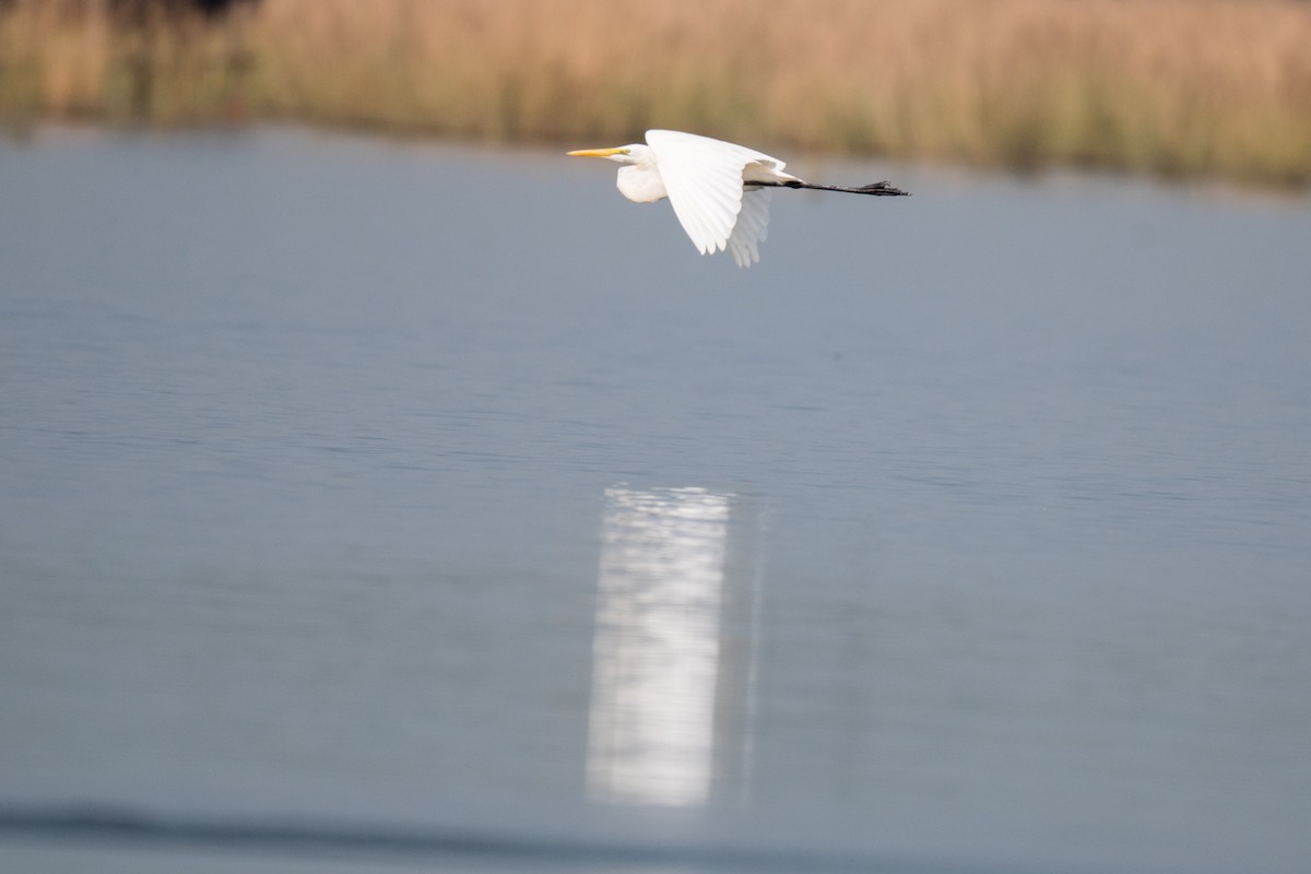 Great Egret - ML625506300