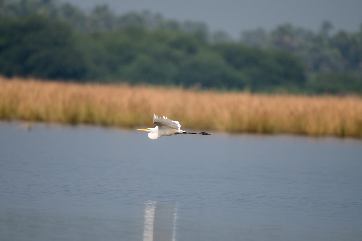 Great Egret - ML625506301