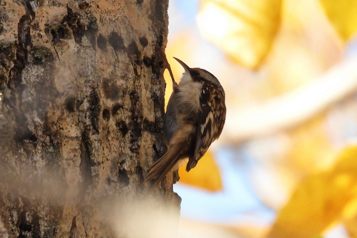 Brown Creeper - ML625506364