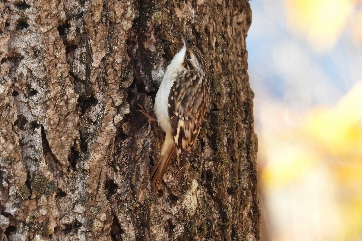 Brown Creeper - ML625506365