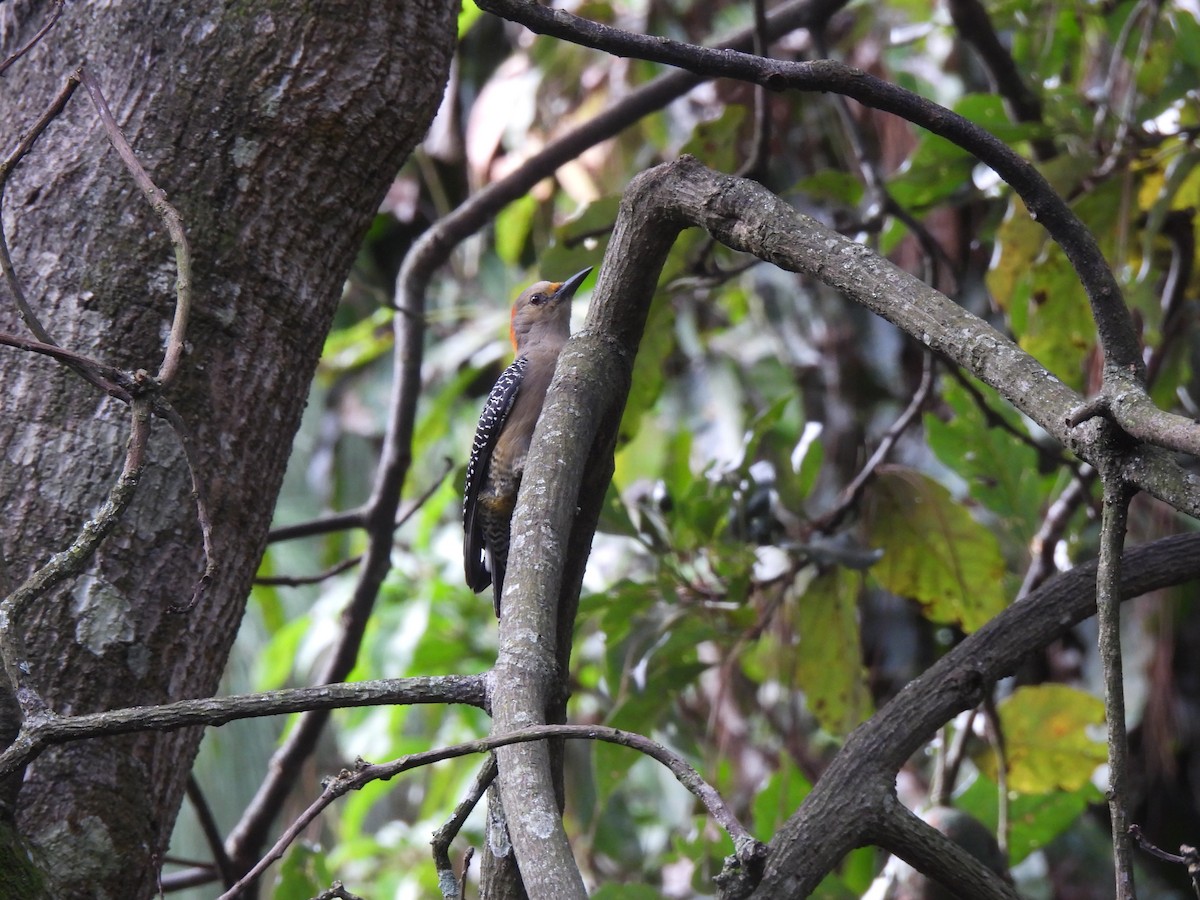 Golden-fronted Woodpecker - ML625506388