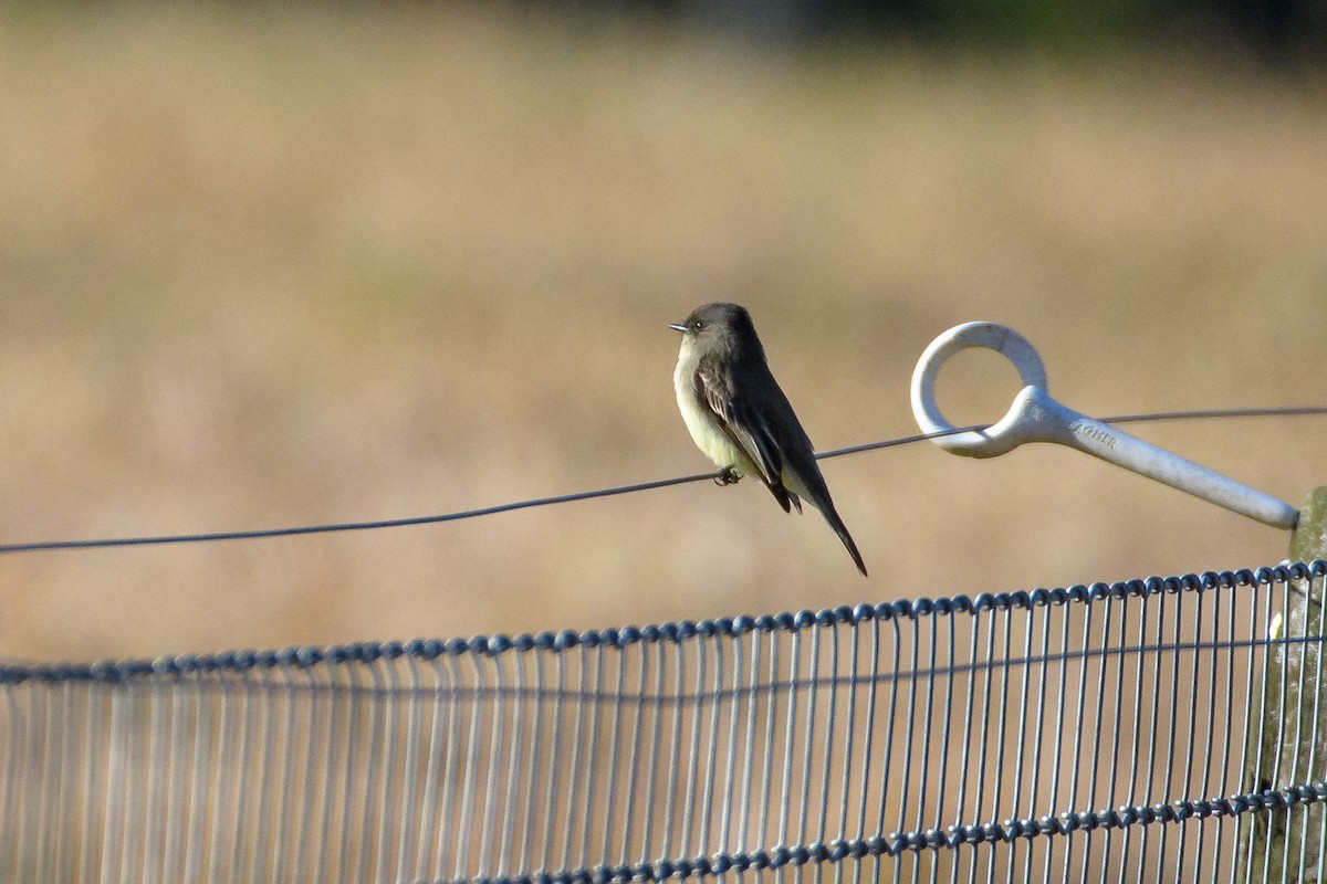 Eastern Phoebe - ML625506455