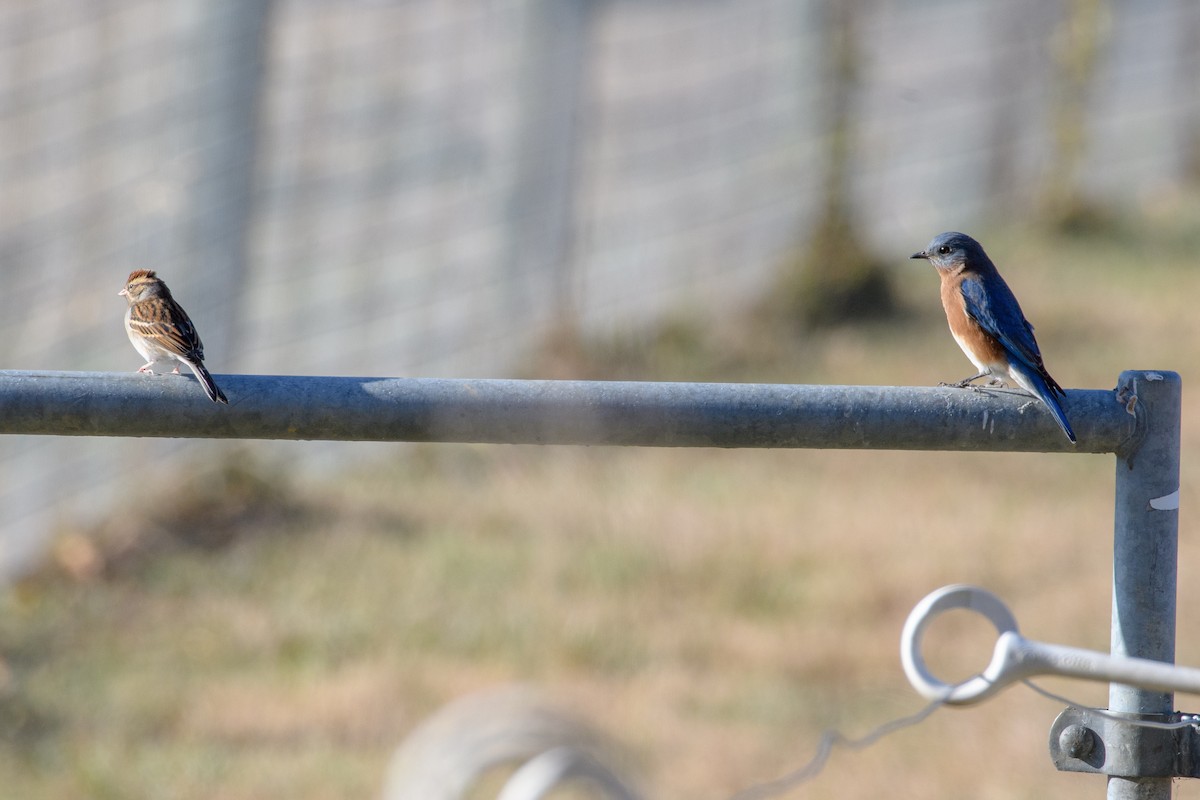 Eastern Bluebird - ML625506490