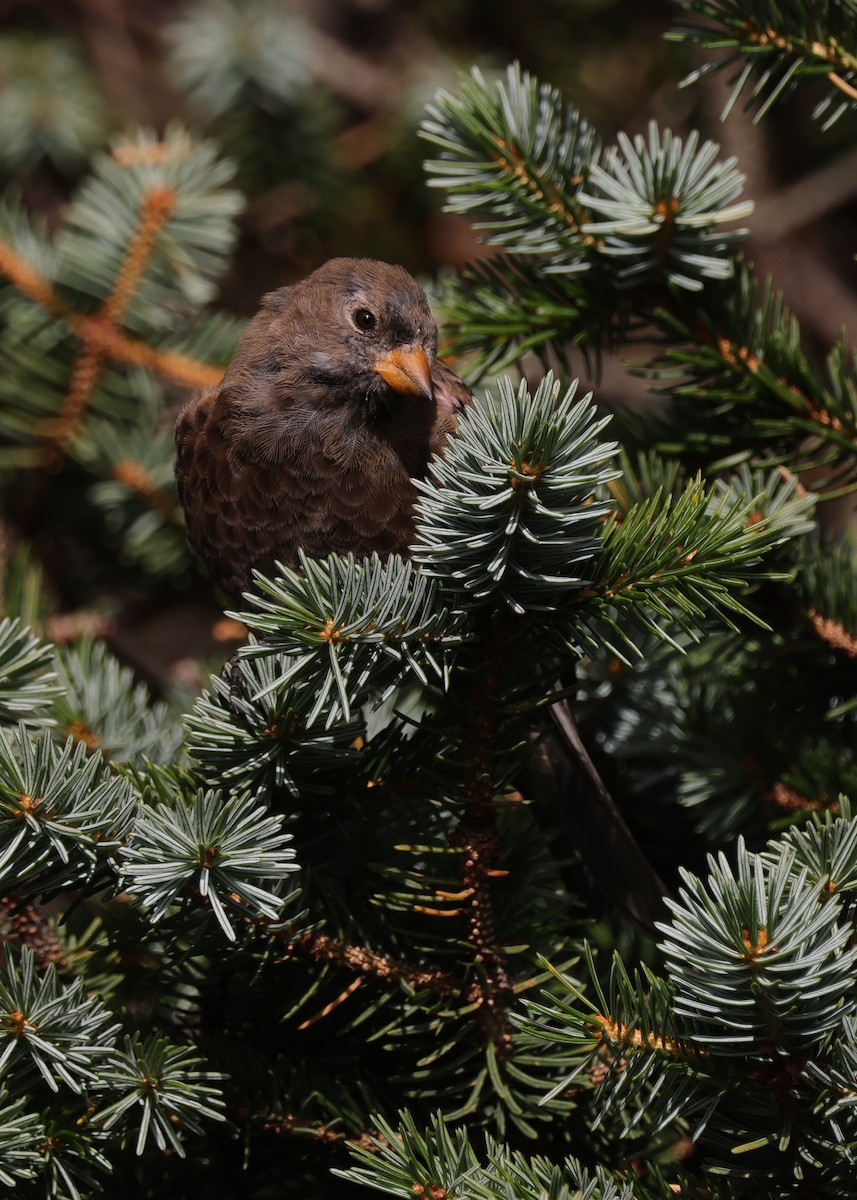 Gray-crowned Rosy-Finch (Aleutian and Kodiak Is.) - Tim Lenz