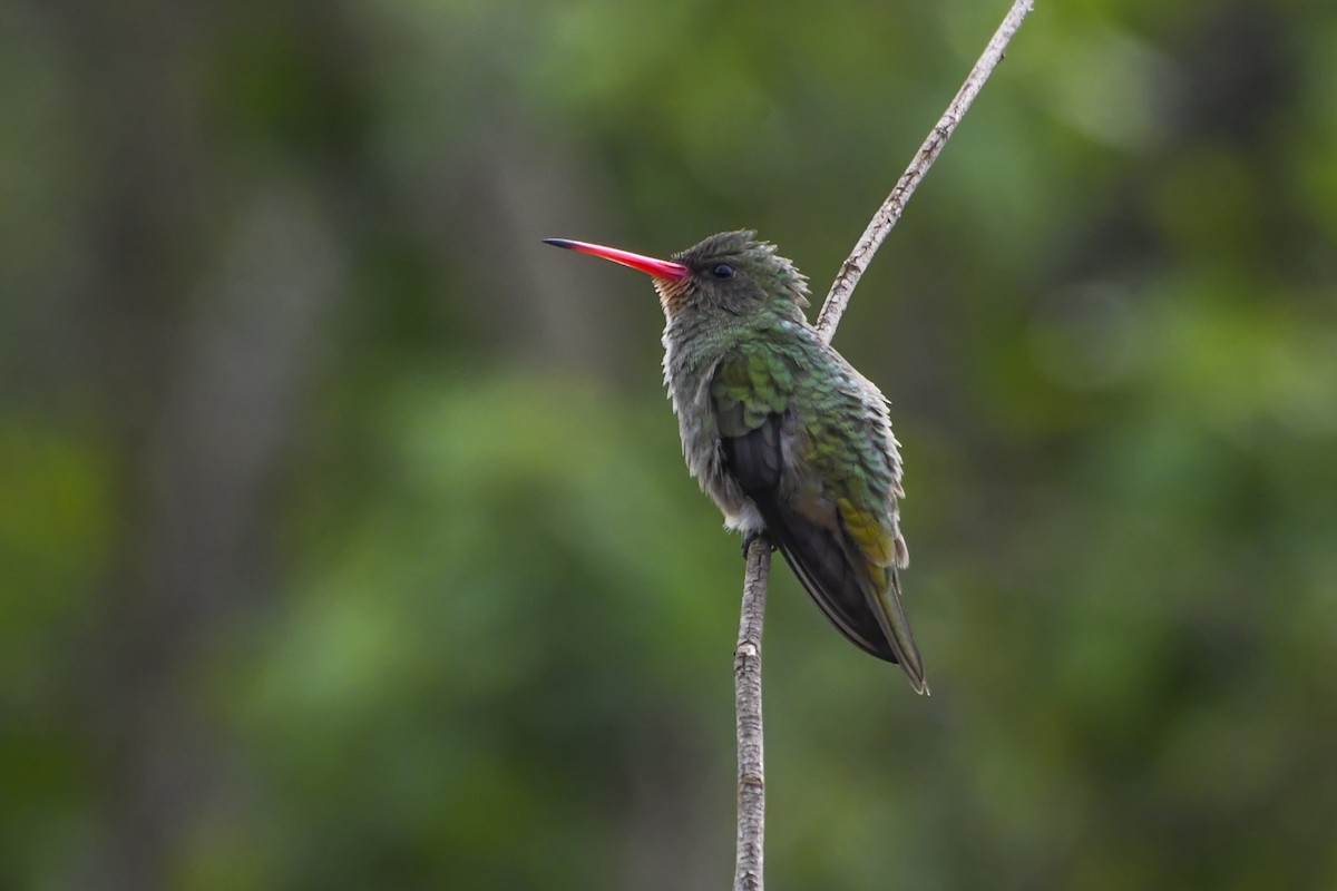 Gilded Hummingbird - ML625506563