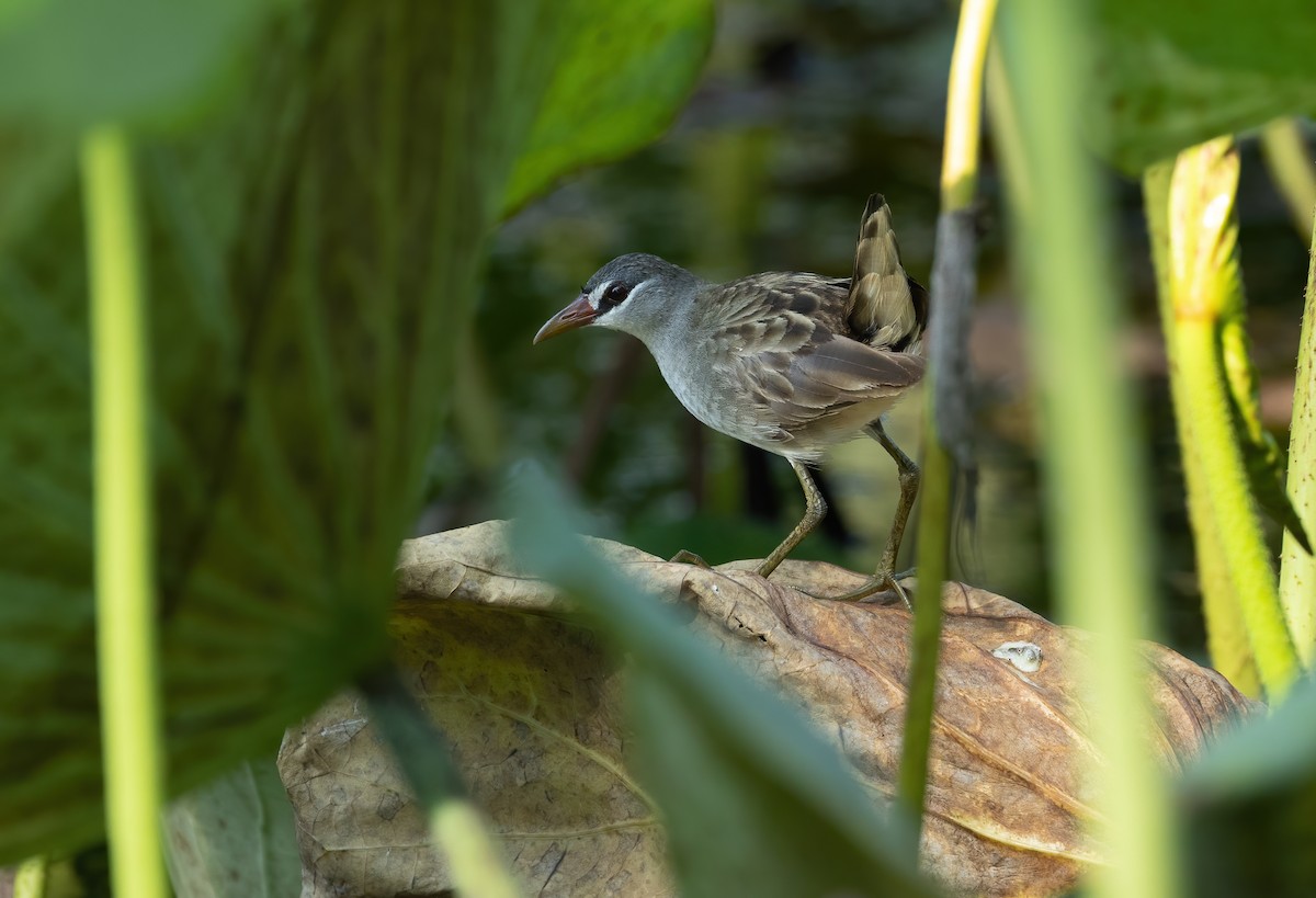 White-browed Crake - ML625506588