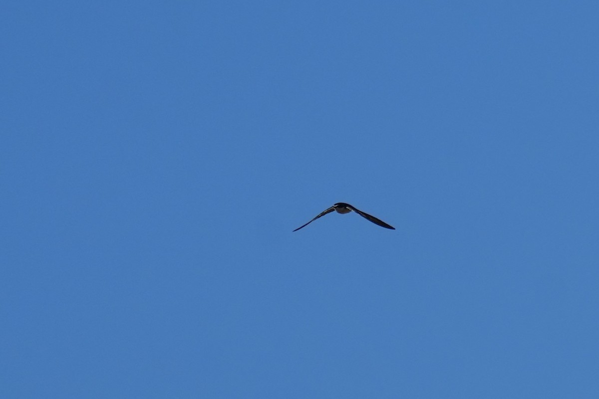 White-rumped Swallow - ML625506699