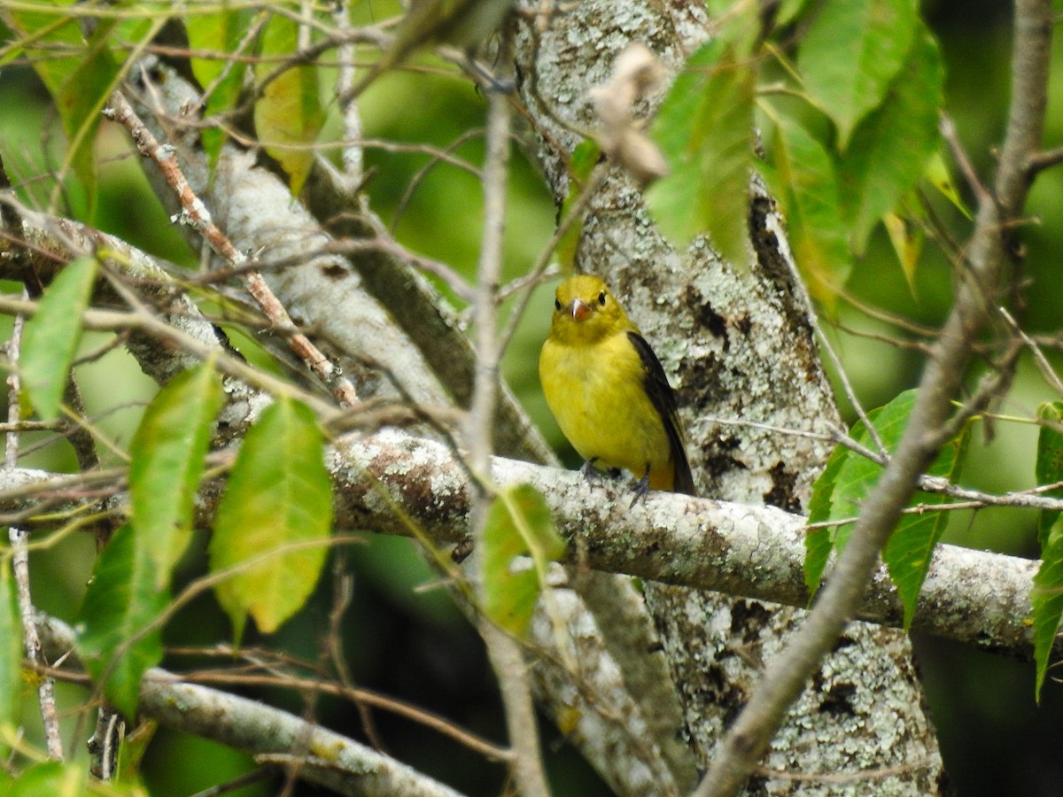 Scarlet Tanager - ML625506783