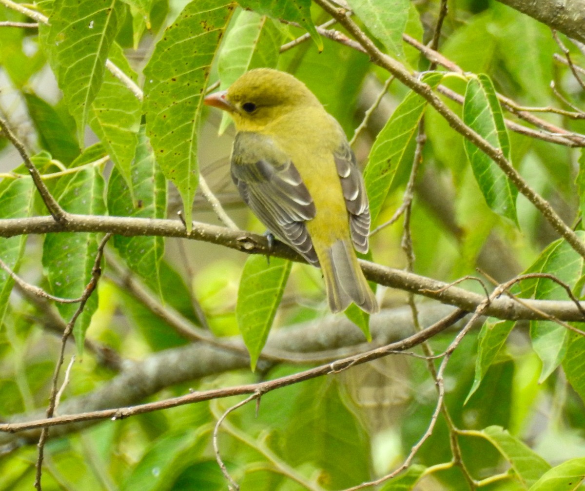 Scarlet Tanager - ML625506789