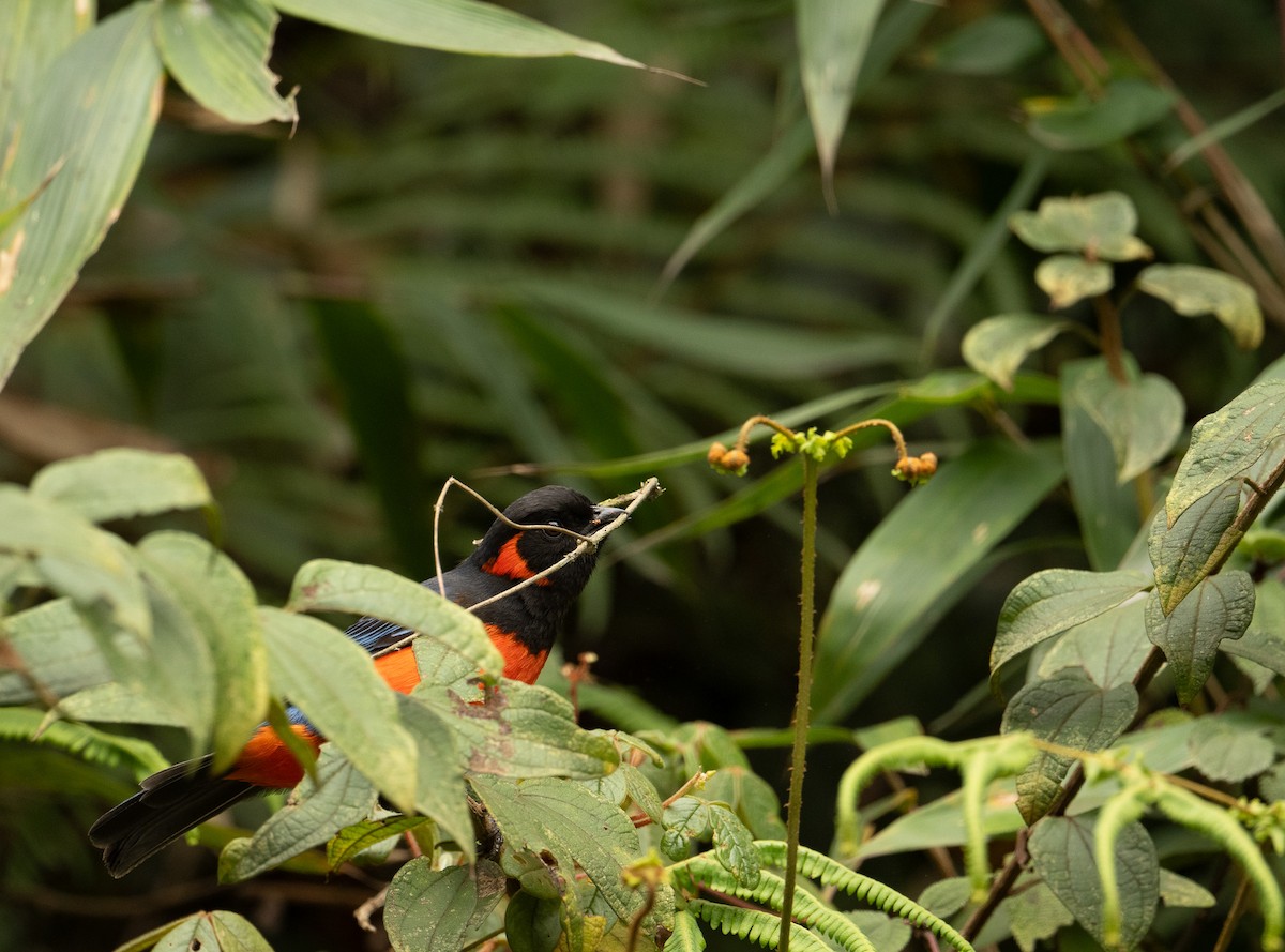 Scarlet-bellied Mountain Tanager (Fire-bellied) - ML625506805