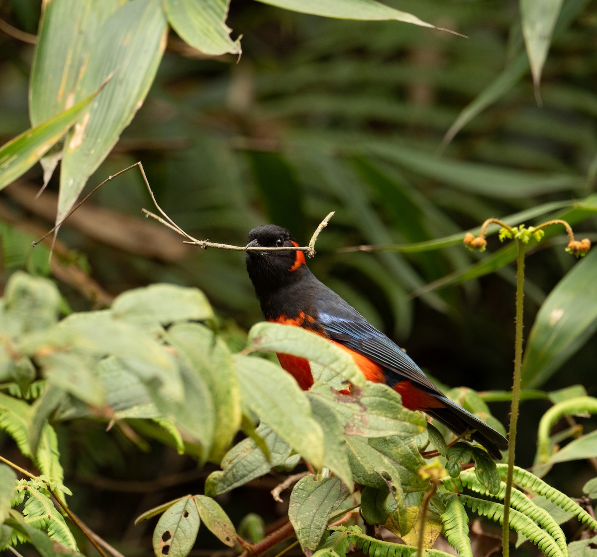 Scarlet-bellied Mountain Tanager (Fire-bellied) - ML625506806