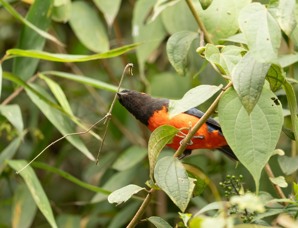 Scarlet-bellied Mountain Tanager (Fire-bellied) - ML625506807