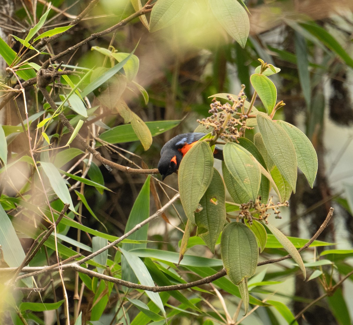 Scarlet-bellied Mountain Tanager (Fire-bellied) - ML625506808