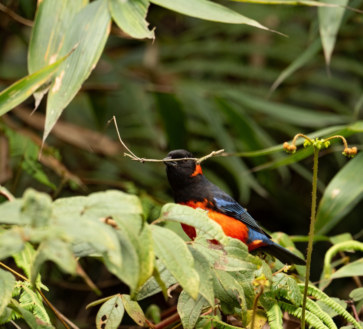 Scarlet-bellied Mountain Tanager (Fire-bellied) - ML625506809