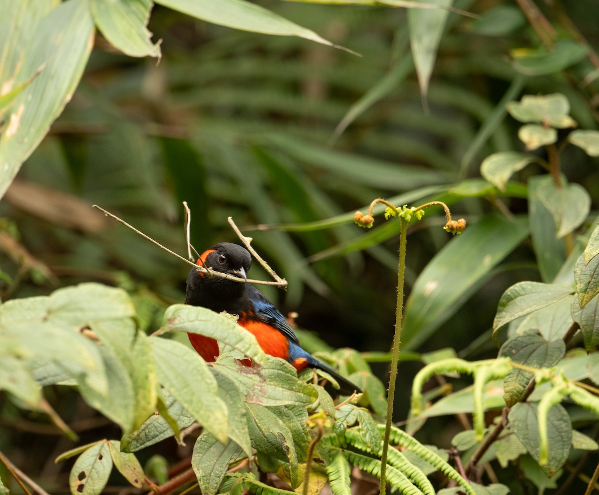 Scarlet-bellied Mountain Tanager (Fire-bellied) - ML625506810