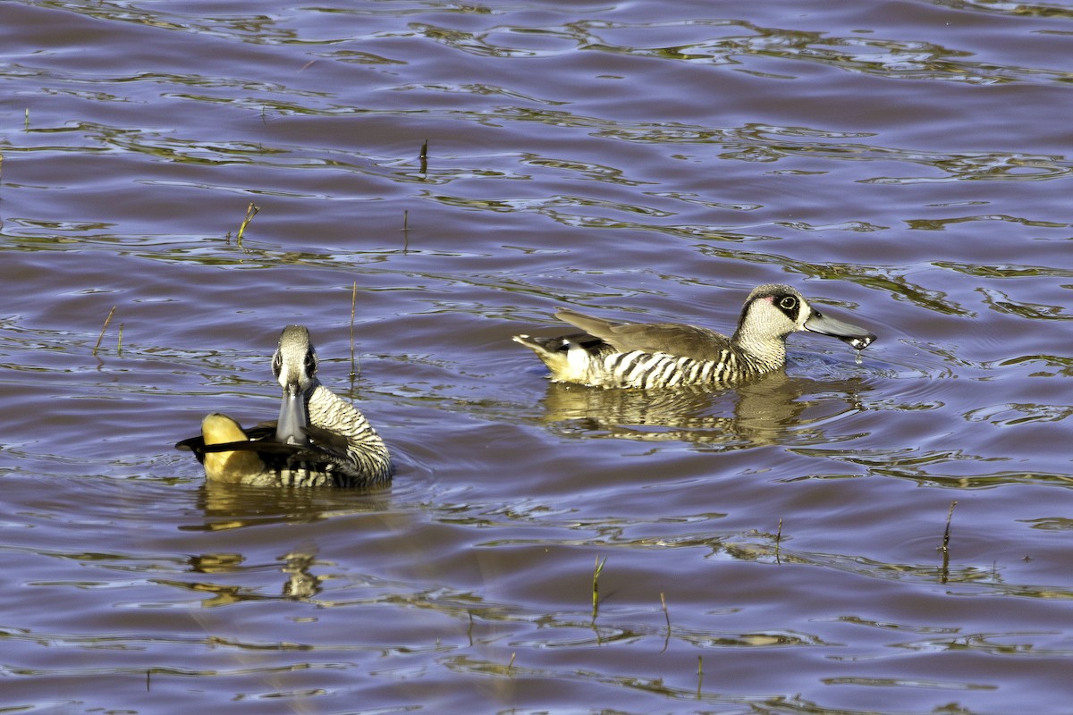 Pink-eared Duck - ML625506968