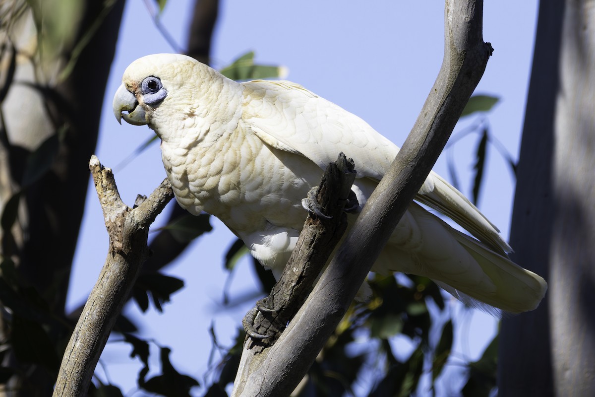 Little Corella - ML625506998