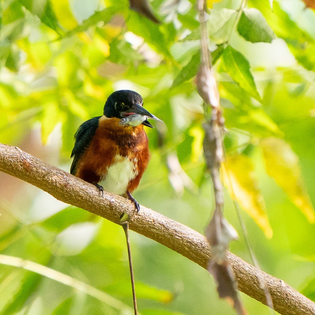 American Pygmy Kingfisher - ML625507000