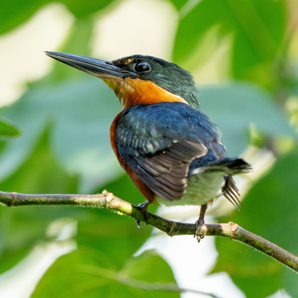 American Pygmy Kingfisher - ML625507002