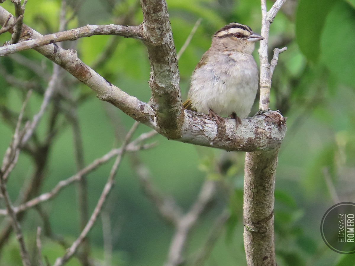 Tocuyo Sparrow - ML625507003